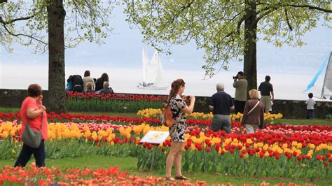 morges tulpen|Visit the Free Morges Tulip Festival on Lake Geneva